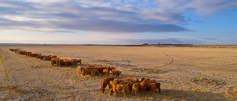 Ranch Manager Software by Lion Edge Technologies. Simple livestock record keeping for any livestock operation.